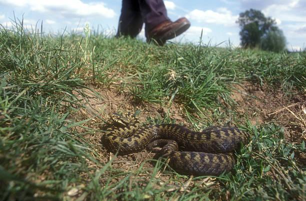 Meaning of Dreaming About a Snake Following You - Spiritual Perspective