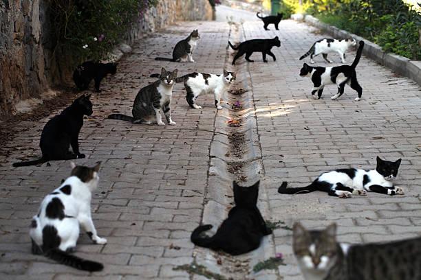 Meaning of Dreaming About Lots of Cats - Spiritual Perspective