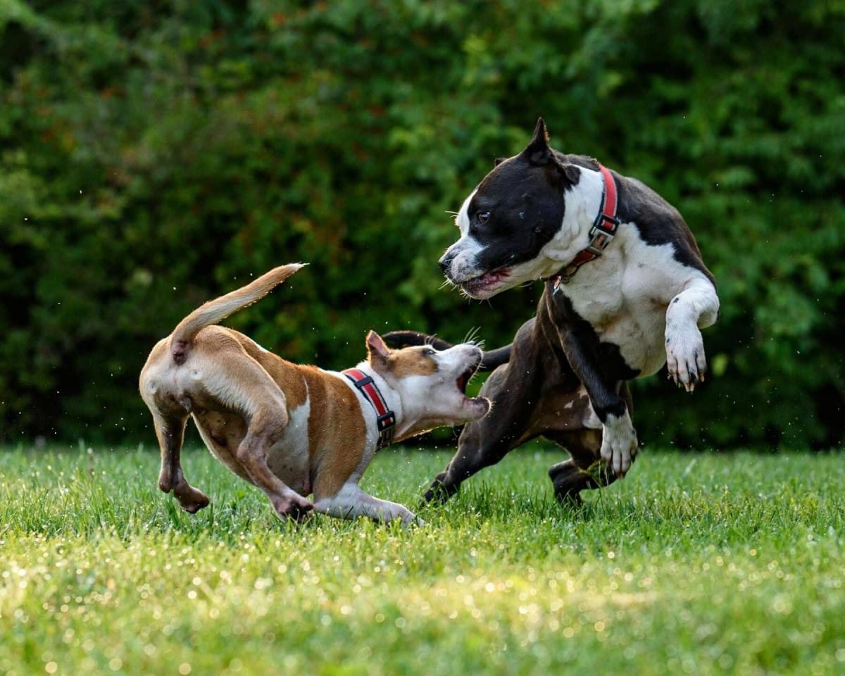 Meaning of Dreaming About a Dog Killing Another Dog - Spiritual Perspective