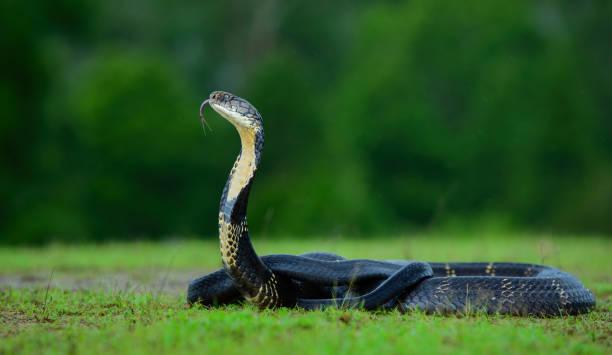 Meaning of Dreaming About a Snake Following You - Psychological Perspective