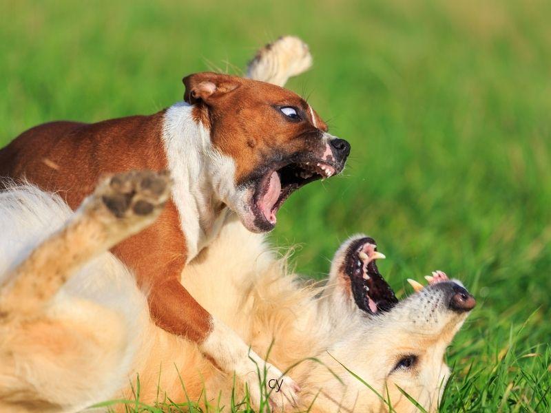 Meaning of Dreaming About a Dog Killing Another Dog - Psychological Perspective