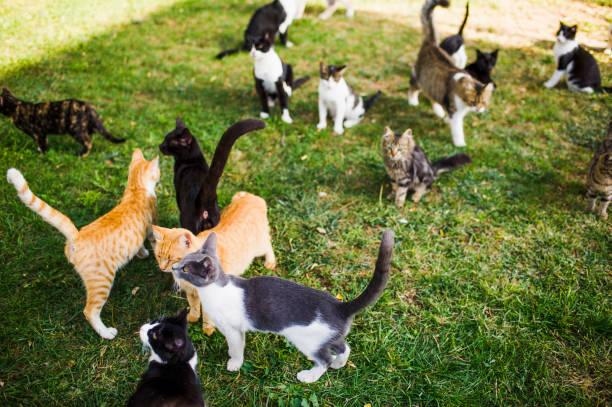 Meaning of Dreaming About Lots of Cats - Psychological Perspective