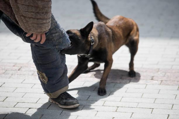 Dreaming About a Dog Biting Someone: Spiritual Lessons