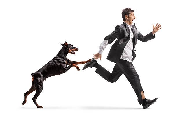 Dreaming About a Dog Chasing You: Spiritual Reflections