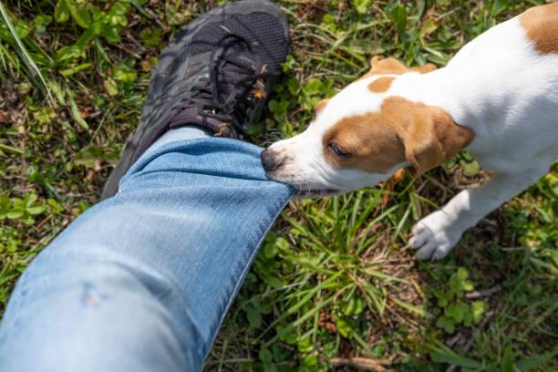 Dreaming About a Dog Holding Your Leg: Messages from the Spiritual Realm