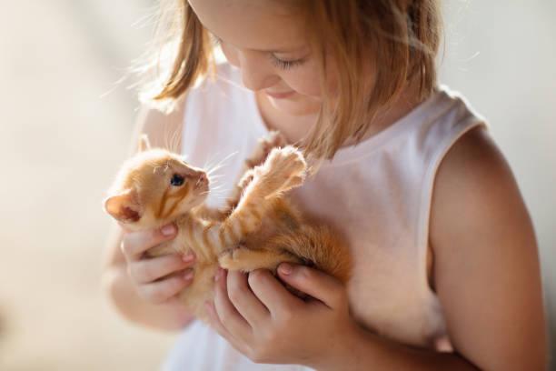 Dreaming About a New Kitten: How It Reveals Spiritual Truths