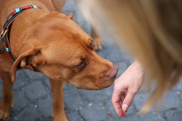 Dreaming About a Dog Sniffing You: Spiritual Associations