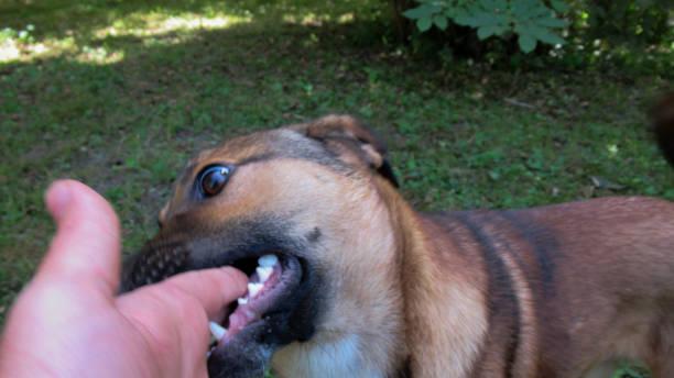 Dreaming About a Dog Bite: How It Communicates Spiritually